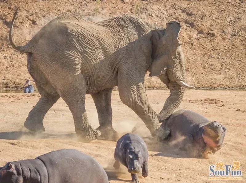 母河马单挑大象,瞬间被秒杀有木有!目前河马"自尊心"受到严重伤害