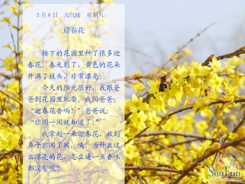 迎春花资图片