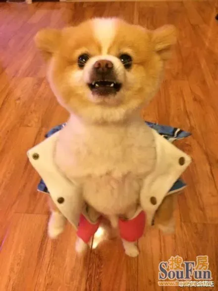 这只狗成精了,网友表示自从前几天给他剃了毛,他就开始直立行走,停不