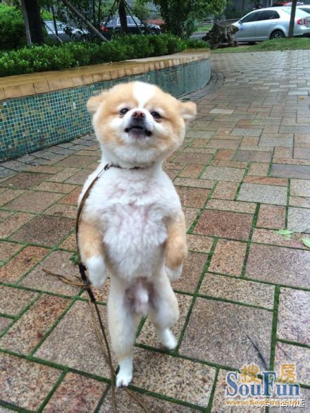这只狗成精了,网友表示自从前几天给他剃了毛,他就开始直立行走,停不