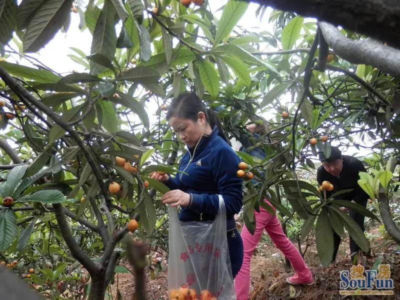 萬畝枇杷園區遊邀請業主摘枇杷-融創金貿中心業主論壇- 重慶房天下