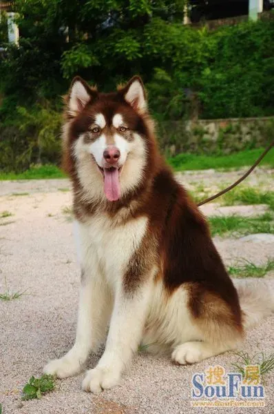 家养巨型红阿拉斯加犬纯血系种公向外借配 真正家养巨型电话:1372558