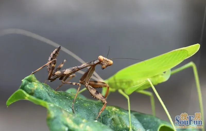 惊叹:螳螂和蚂蚱,怎么拍到的啊?