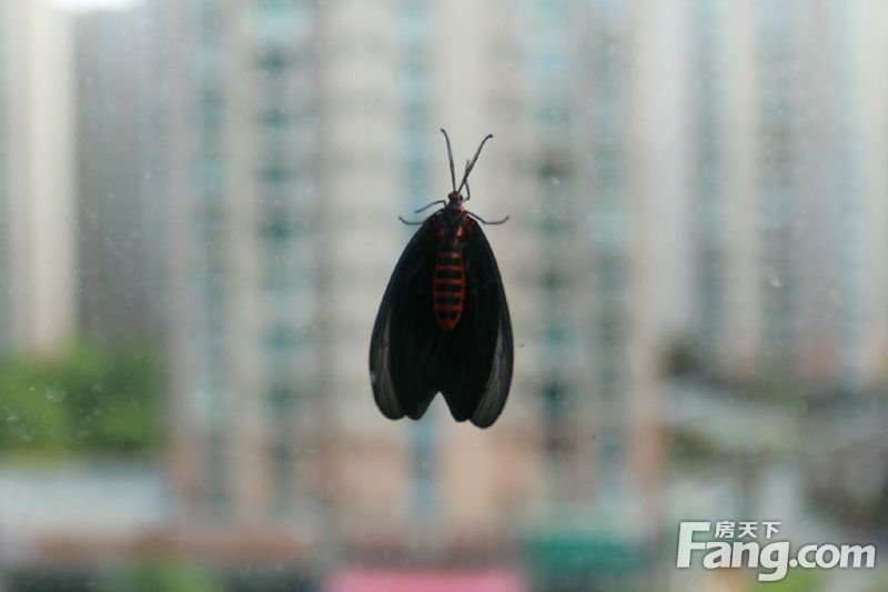 黑色的蛾子红色肚子图片
