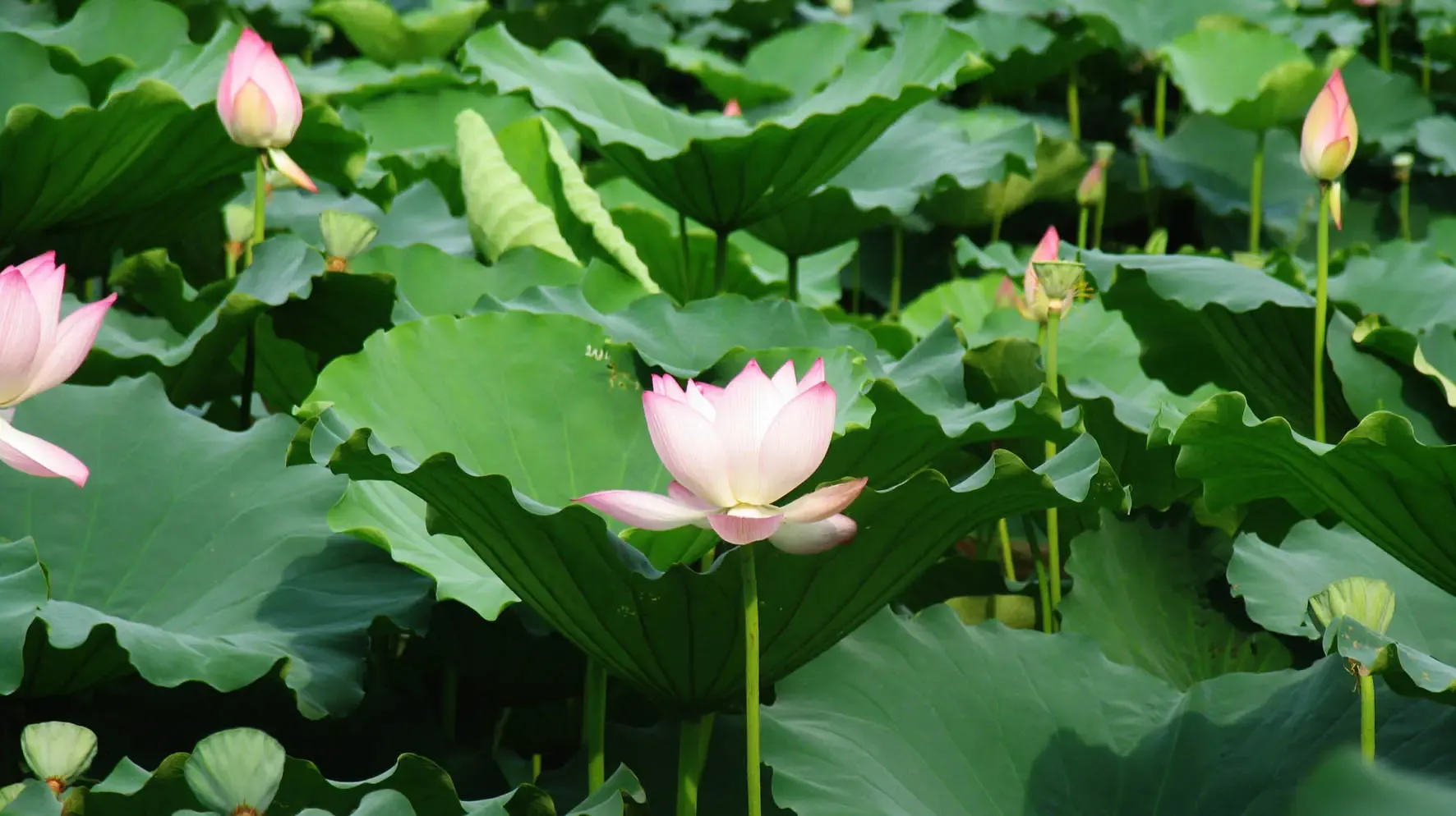 夏日清凉,荷花芳香沁我心