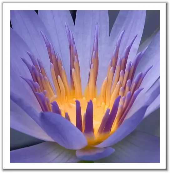 天涯花语(情感在线)业主论坛- 上海房天下