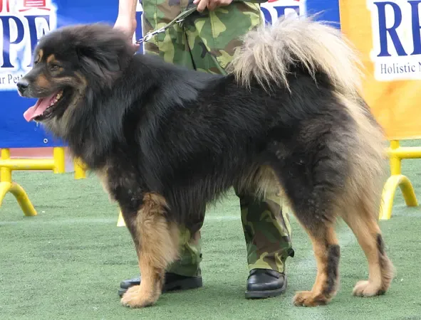 主题:2007体育馆狗展实录