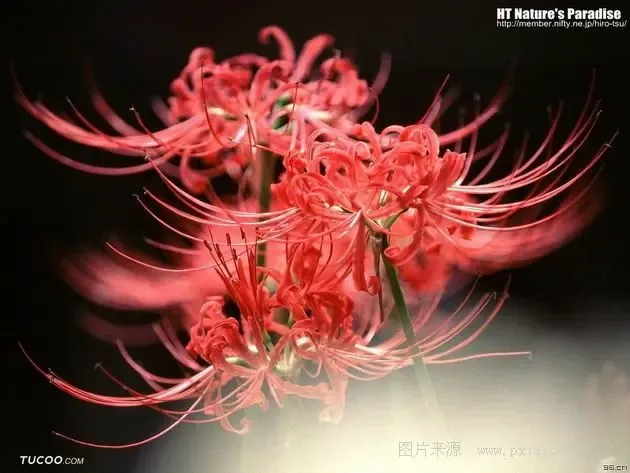 世界上最悲伤的花——彼岸花