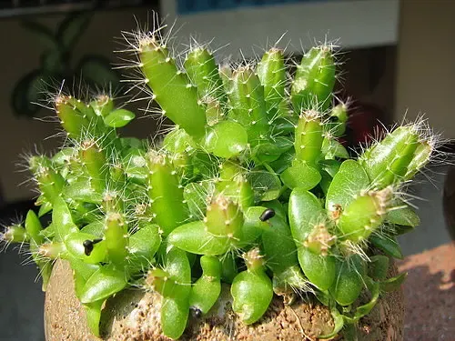 主题:火龙果种子盆栽.