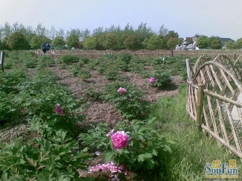 友情提醒---太仓浏河牡丹园不值得去