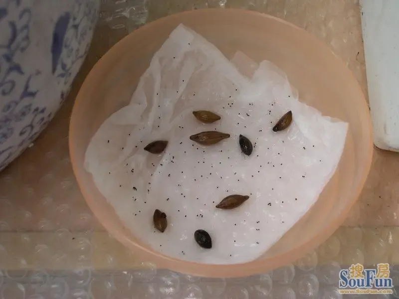 主题:播种记