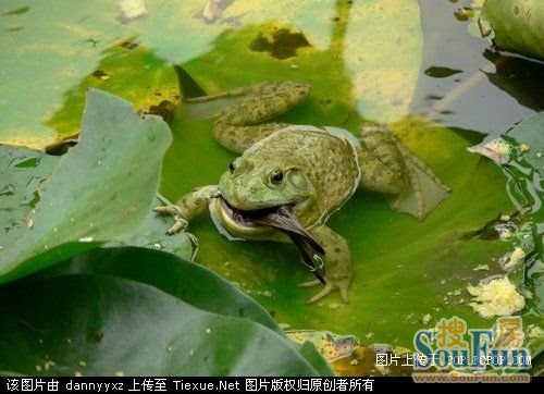 超强青蛙捕食记(绝对现场)