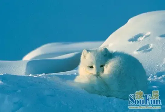 爱情使者:千年白狐——(音乐:陈瑞白狐)