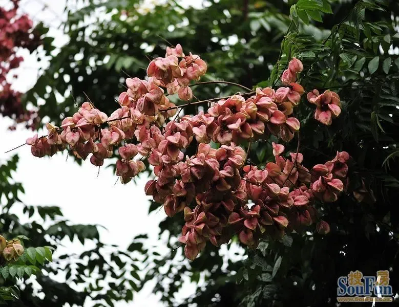 【夏一站,秋!】榉树