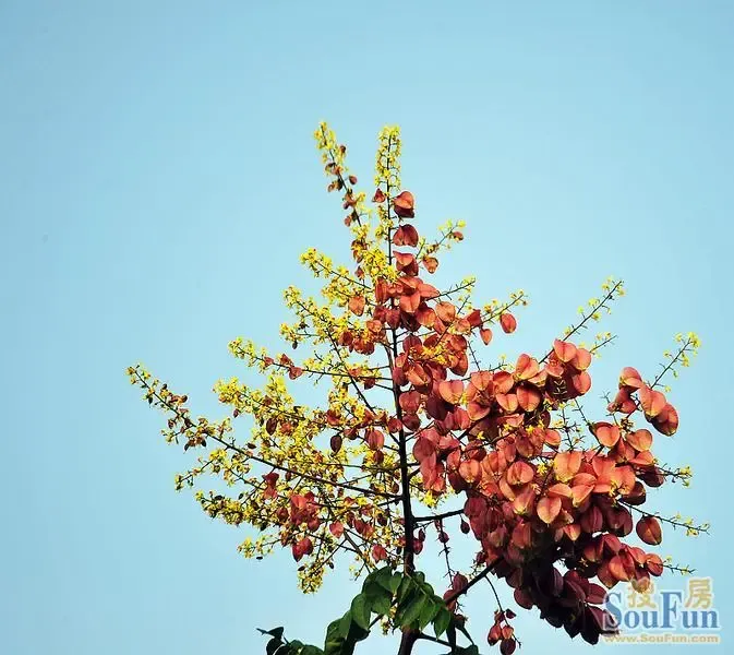 【夏一站,秋!】榉树