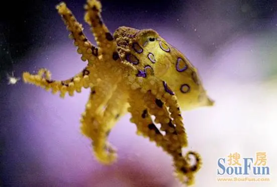 十大吓死人的深海怪兽!