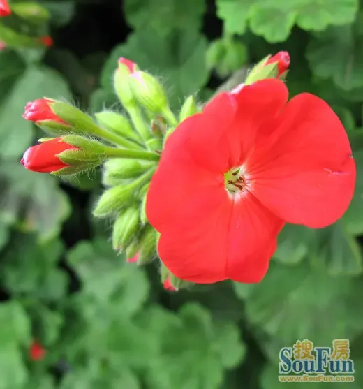 主题:路边的石蜡红