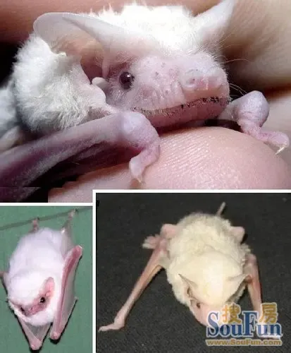 白化动物,酷似外星生物