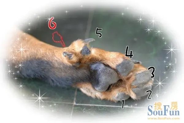 我家的六指禽魔