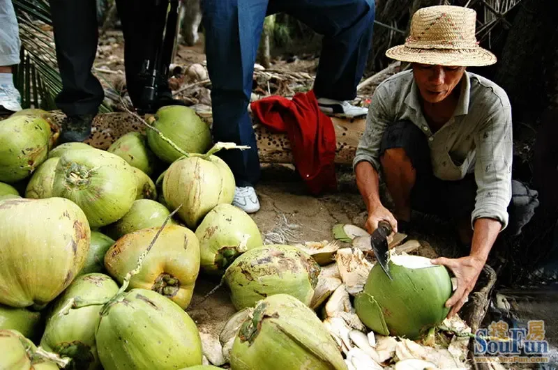 农民在砍椰子