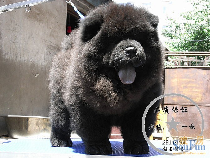 鬆獅 純種鬆獅 賽級鬆獅 鬆獅犬 鬆獅幼犬