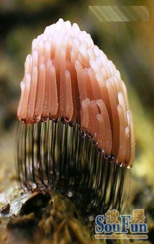令人叹为观止的大自然野生蘑菇