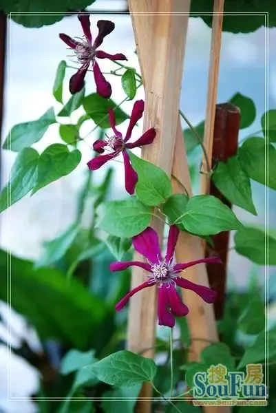 转:铁线莲(中国红,四年苗),送2棵龙卷风苗,带土和盆.福田梅林