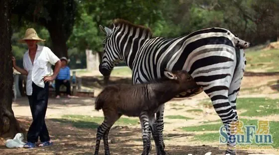 斑马和驴相爱了,那他们的爱情结晶会是什么呢