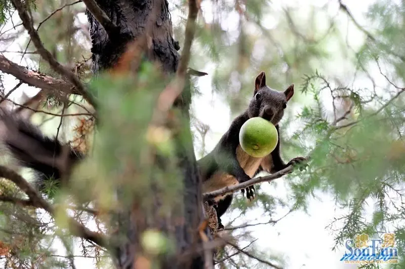 主题:小松鼠储粮