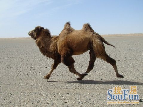 骆驼尿作洗发水