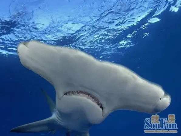 巴哈马群岛,一头大锤头鲨被永远定格在镜头中.