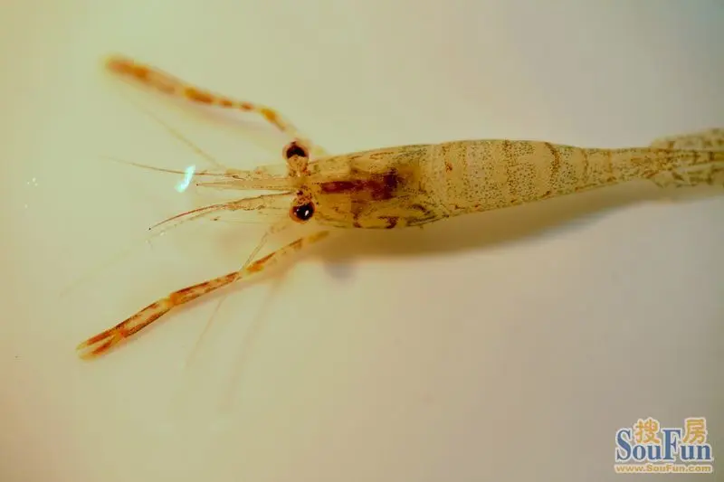 拿到家时全死了,但竟然发现有一只一厘米左右长的小小虾米还活着,于是