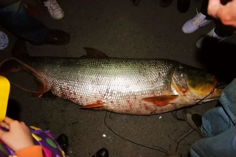 时光澔韵业主钓鱼收获,没见过这么大的淡水鱼