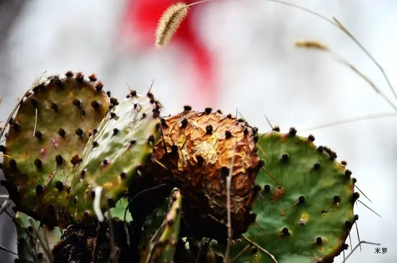 主题:冬天里的仙人掌