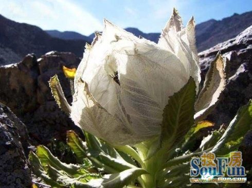 蒙阴山水雅居业主群图片