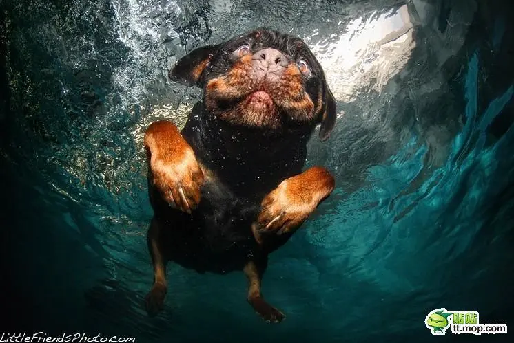 【趣味摄影】跳入水中的狗狗们 张牙舞爪的表情