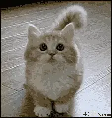 看这张图笑了一下午~~史上最全萌宠搞笑gif图大集合~各种碉堡!