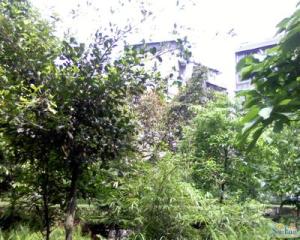 川大竹林村2室1厅东南