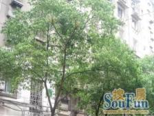 劳动局单位房,房东诚心出售,交通便利。