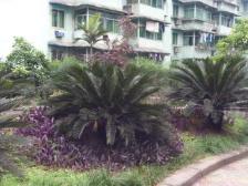 南坪商圈边 住家装修房 出行方便 采光好