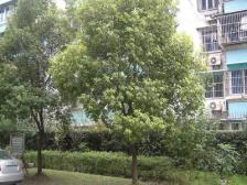 银河苑 精装满五 近地铁12号线 采光通透 诚意售房