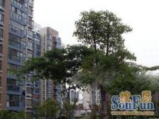 嘉德坊商品房小区,出门14号线地铁,阁楼附赠面积大