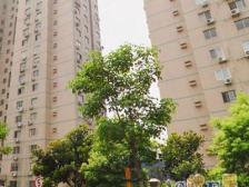 中福公寓诚意出售高区可见陆家嘴三件套