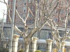 申桂公寓 3室1厅 南 西南