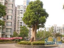 大华·久华佳苑二期·1室·1厅