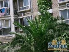 森林公园一路之隔满五年产权清晰。有阁楼,有产权车位