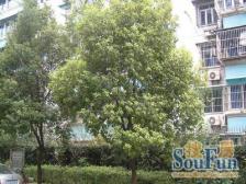 一梯两户,南北通透,交通便利,近地铁,居家装修,随时看房,钥匙房,全南户型
