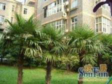 海螺花园 3室2厅 南 东