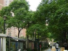 近地铁,无抵押 精装 店长力推