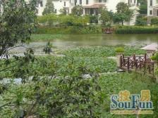 森林湖别墅 业主因工作调动 诚心出售 看房方便